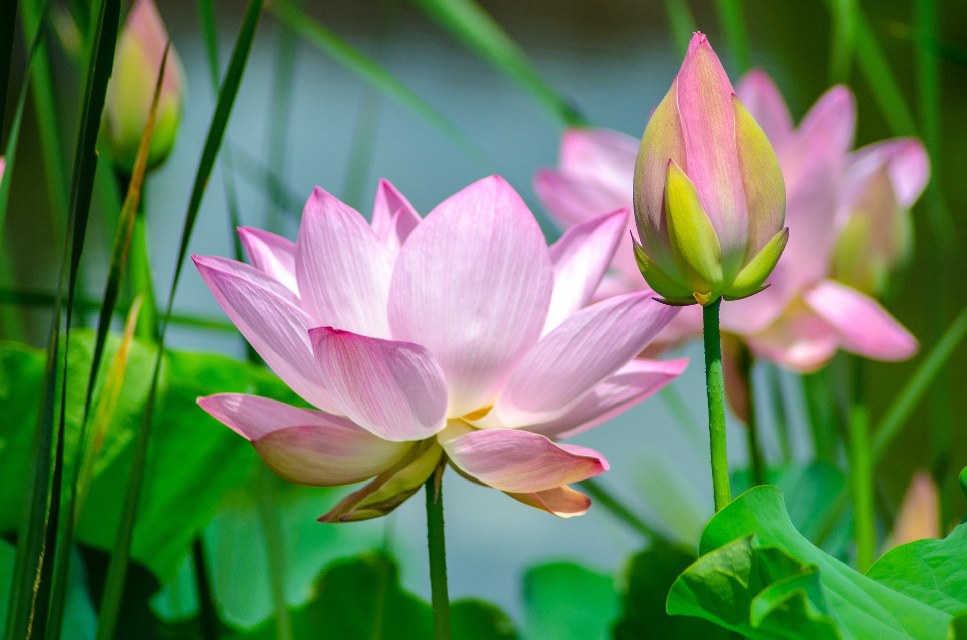 lotuses-2536194_1920